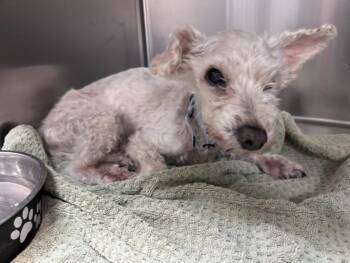 LOLLIPOP -  Poodle and Mixed Breed Dog for Adoption in Santa Fe, New Mexico - LOLLIPOP | PetCurious
