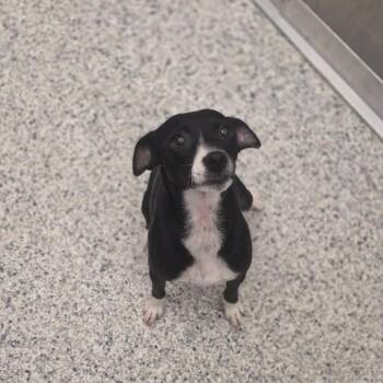 Chili -  Chihuahua and Dachshund Dog for Adoption in Wilmington, Delaware - Chili | PetCurious
