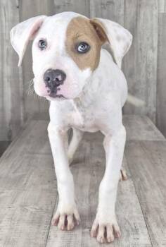 Zang -  Terrier and Mixed Breed Dog for Adoption in Shreveport, Louisiana - Zang | PetCurious