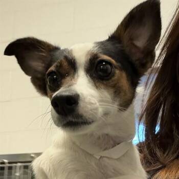 HYBRID -  Chihuahua Dog for Adoption in Rancho Cucamonga, California - HYBRID | PetCurious