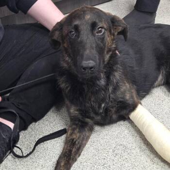Lainey 7/06/2026 -  German Shepherd Dog and Belgian Shepherd Malinois Dog for Adoption in Van Horne, Iowa - Lainey 7/06/2026 | PetCurious