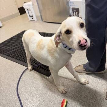 Rambo -  Mixed Breed Dog for Adoption in Englewood, Florida - Rambo | PetCurious
