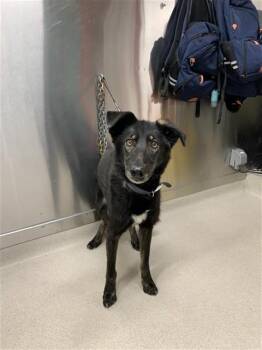 LOKI -  Husky and Pointer Dog for Adoption in Fairbanks, Alaska - LOKI | PetCurious