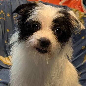 Chihuahua Dogs Available for Adoption in Lynchburg, Virginia - Levyne | PetCurious