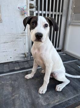 Rescue Mixed Breed Dogs for Adoption in Edna, Texas - FOUND - Remi | PetCurious