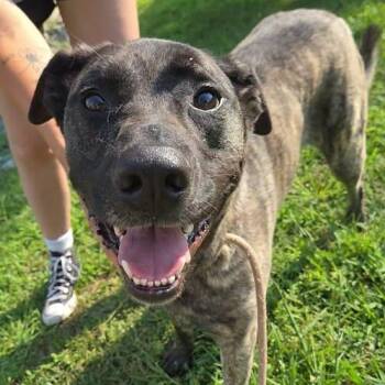 26-01338 REIGNA -  Cane Corso Dog for Adoption in Fredericksburg, Virginia - 26-01338 REIGNA | PetCurious