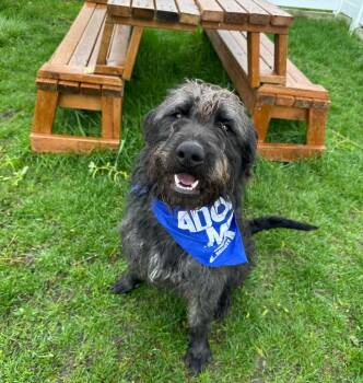 Bernese Mountain Dog and Poodle Dogs Available for Adoption in Logan, Utah - Chevy | PetCurious