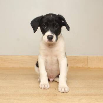 Gatsby D70357 -  Labrador Retriever and Mixed Breed Dog for Adoption in Minnetonka, Minnesota - Gatsby D70357 | PetCurious