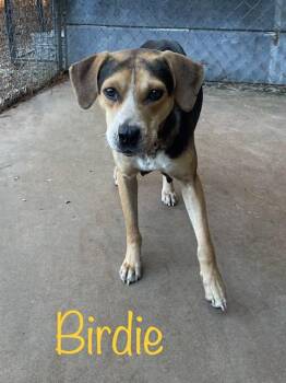 Rescue Hound Dogs for Adoption in Cairo, Georgia - Birdie | PetCurious