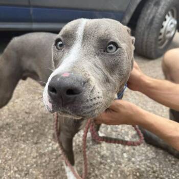 Wishy -  Pit Bull Terrier Dog for Adoption in Austin, Texas - Wishy | PetCurious