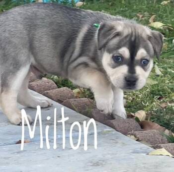 Pit Bull Terrier and Mixed Breed Dogs Available for Adoption - MILTON | PetCurious