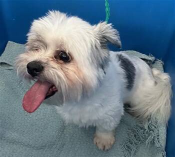 Mixed Breed Dogs Available for Adoption - ROCCO | PetCurious