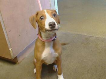 FRENCH FRY -  Treeing Walker Coonhound and Mixed Breed Dog for Adoption in Sacramento, California - FRENCH FRY | PetCurious