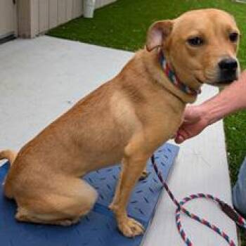 Theodora -  Terrier and Mixed Breed Dog for Adoption in Fairfax, Virginia - Theodora | PetCurious