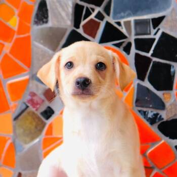 Baguette -  Beagle and Labrador Retriever Dog for Adoption in San Diego, California - Baguette | PetCurious