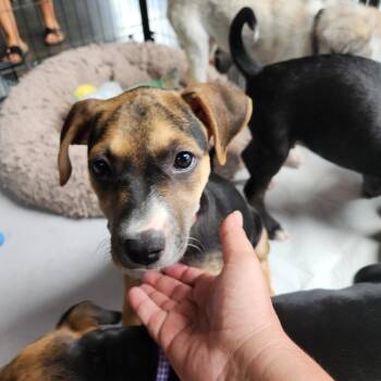 Abigail Adams -  Mixed Breed Dog for Adoption in Buford, Georgia - Abigail Adams | PetCurious
