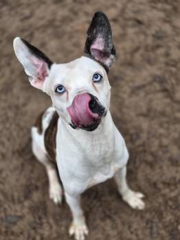 Bowie -  Pit Bull Terrier Dog for Adoption in Magnolia, Texas - Bowie | PetCurious