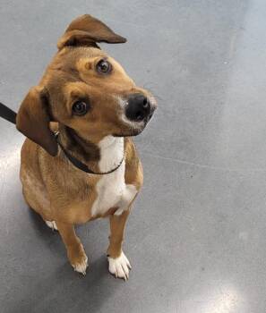 Ic5 Cece -  Pit Bull Terrier Dog for Adoption in Lawrenceville, Georgia - Ic5 Cece | PetCurious