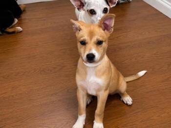 Puka -  Labrador Retriever and Mixed Breed Dog for Adoption in Saugus, Massachusetts - Puka | PetCurious