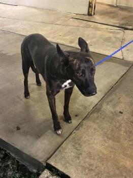 ROSA -  Belgian Shepherd Malinois and Mixed Breed Dog for Adoption in Doral, Florida - ROSA | PetCurious