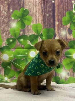 Chihuahua and Mixed Breed Dogs Available for Adoption - Tilly | PetCurious