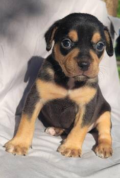 Terrier Dogs Available for Adoption in Grand Bay, Alabama - Tater | PetCurious