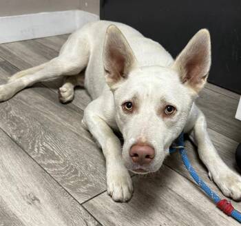 CHANDLER -  Siberian Husky and German Shepherd Dog Dog for Adoption in Redlands, California - CHANDLER | PetCurious
