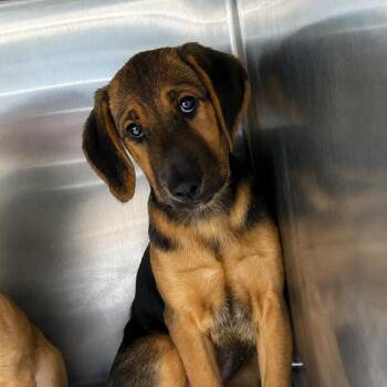 Mixed Breed Dogs Available for Adoption in Corbin, Kentucky - Ball | PetCurious