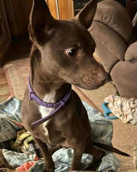 Chihuahua Dogs Available for Adoption - SPONSOR OR FOSTER ME - Pretzel | PetCurious