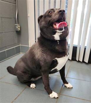 Rescue Mixed Breed Dogs for Adoption in Nashville, Tennessee - Hamster | PetCurious