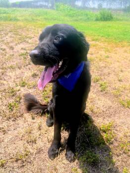 Rescue Black Labrador Retriever and Golden Retriever Dogs for Adoption - Leo | PetCurious