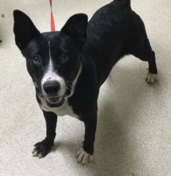 Pit Bull Terrier Dogs Available for Adoption in Riverside, California - HAWK | PetCurious