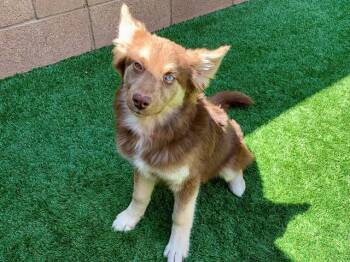 German Shepherd Dog and Mixed Breed Dogs Available for Adoption in Moreno Valley, California - RAINA | PetCurious