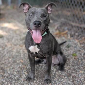 Scotty -  Mixed Breed Dog for Adoption in West Olive, Michigan - Scotty | PetCurious