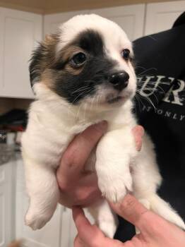 Spaniel and Mixed Breed Dogs Available for Adoption in Denver, Colorado - Pollo | PetCurious