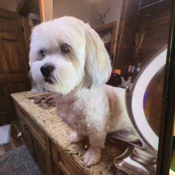 Lhasa Apso Dogs Available for Adoption - Willow | PetCurious