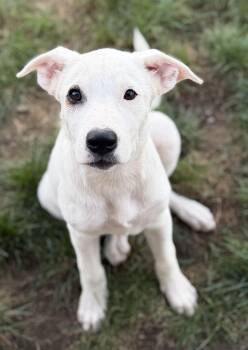 JAZZY -  German Shepherd Dog Dog for Adoption in West Haven, Connecticut - JAZZY | PetCurious