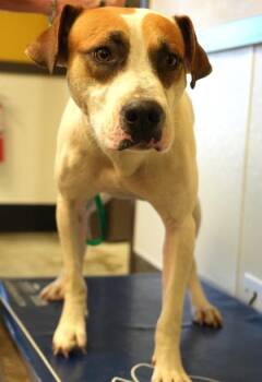Dirk -  Pit Bull Terrier and Mixed Breed Dog for Adoption in Bowling Green, Kentucky - Dirk | PetCurious