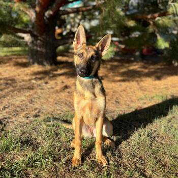 Emmie***ADOPTION PENDING*** -  German Shepherd Dog Dog for Adoption in Fargo, North Dakota - Emmie***ADOPTION PENDING*** | PetCurious