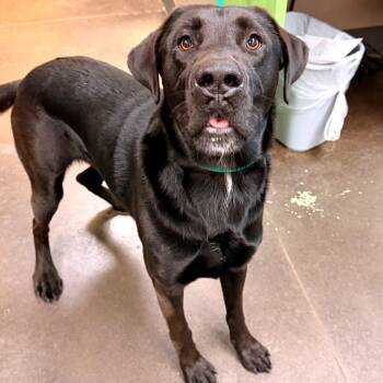 Tourmaline -  Black Labrador Retriever Dog for Adoption in Norman, Oklahoma - Tourmaline | PetCurious