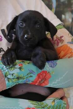 Levi -  Mixed Breed Dog for Adoption in West Chester, Pennsylvania - Levi | PetCurious