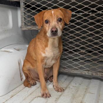 Trevor -  Terrier Dog for Adoption in Edinburg, Texas - Trevor | PetCurious