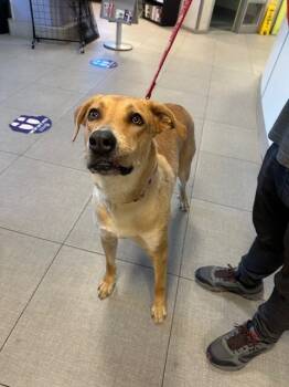 Rescue Labrador Retriever and Mixed Breed Dogs for Adoption in Rancho Cucamonga, California - MOCHA | PetCurious