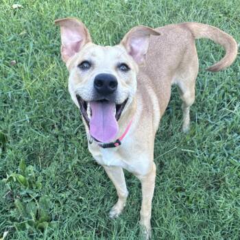 Marsha -  Yellow Labrador Retriever and American Staffordshire Terrier Dog for Adoption in Mount Vernon, Indiana - Marsha | PetCurious