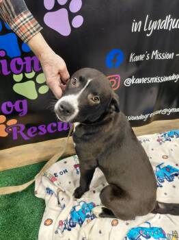 Labrador Retriever and Pit Bull Terrier Dogs Available for Adoption - Finn | PetCurious