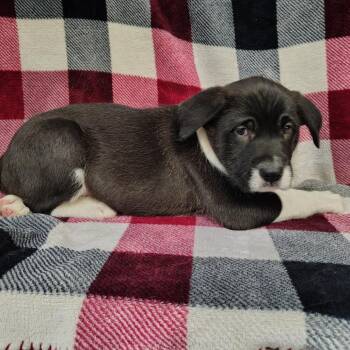Wirehaired Pointing Griffon and Black Labrador Retriever Dogs Available for Adoption in Coos Bay, Oregon - Ziggy | PetCurious