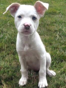 Rescue Pit Bull Terrier and Australian Shepherd Dogs for Adoption in Newport Beach, California - Lottie | PetCurious