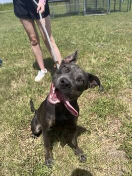 Rescue Mixed Breed Dogs for Adoption in Scott, Louisiana - Sonya | PetCurious