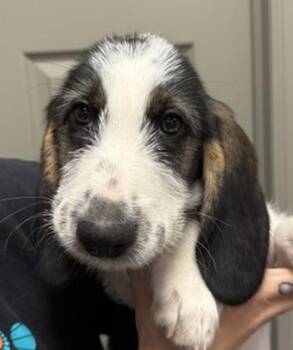 Callum -  Basset Hound and Terrier Dog for Adoption in Littleton, Colorado - Callum | PetCurious