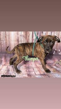 Mixed Breed Dogs Available for Adoption - Thumper | PetCurious